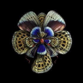  Seb Janiak | 昆虫翅膀，像鲜花一样绽放