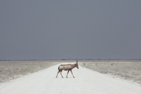 Maroesjka Lavigne | 沙漠里的孤独