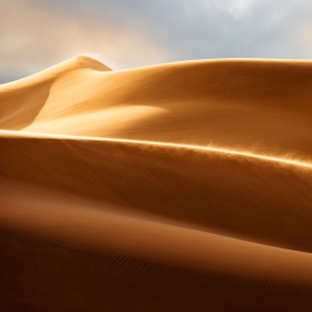Shawn van Eeden | 金色沙漠