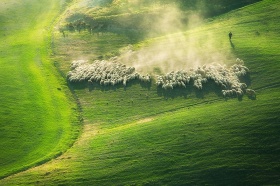 Marcin Sobas风光摄影　｜  托斯卡纳羊群