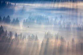 Marcin Sobas风光摄影　｜ 森林之光