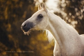 Wiebke Haas 动物摄影 |  马