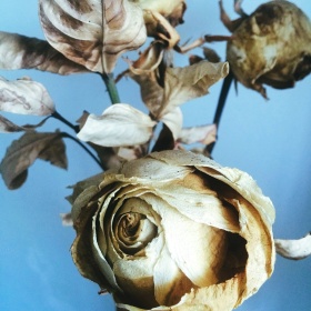 手机摄影-枯逝的玫瑰