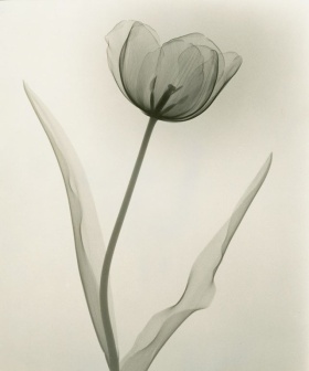X射线下的花卉摄影 || Dain L. Tasker