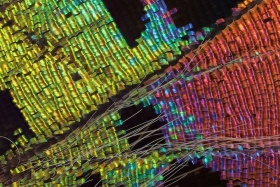缤纷色彩 | Linden Gledhill，显微镜下的蝴蝶翅膀 