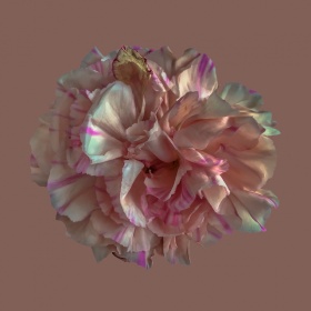 Deborah DeFranco　抽象花朵