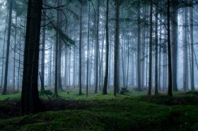 Filip Eremita 风光摄影 | 森林