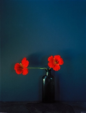 Hugh Stewart 静物摄影 | 花