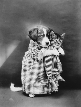 来自1914年的猫咪摄影