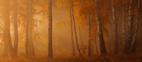 Marat Akhmetvaleev 风光摄影 | 森林