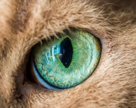 Andrew Marttila | 猫眼