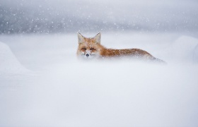 Winter Fox 