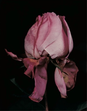 Roses ｜时尚摄影师David Sims