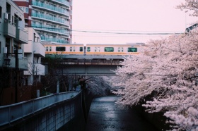 樱花三月