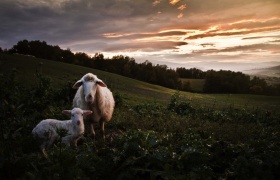 牧羊人 ｜摄影师Marco Sgarbi