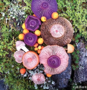 美丽蘑菇 | 摄影师Jill Bliss