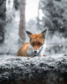 芬兰森林，童话般的动物世界｜摄影师Joachim Munter ​​​​