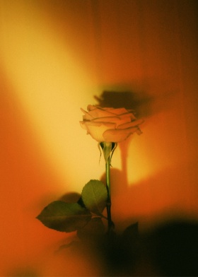 “如何解释我面对一束玫瑰的心情” 