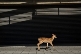 奈良街头的鹿 | Yoko Ishii ​​​​