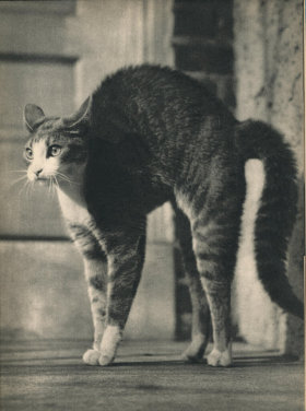 摄影师Edward Quigley 1938年出版的猫咪写真书《SAM》 ​​​​