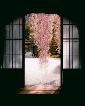 京都的春天 | Hisa