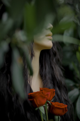 玫瑰的红容易受伤的梦