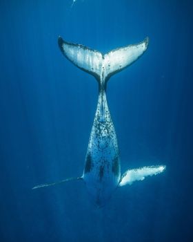 鲸 | Karim Iliya