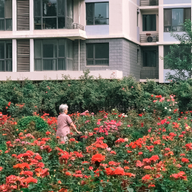 城市花园