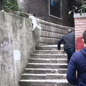 重庆恶霸