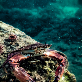 海底礁石上的螃蟹