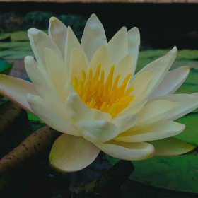 独醒