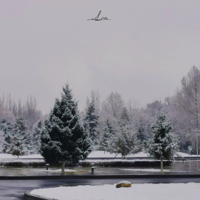 春雪雾凇