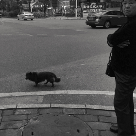 老人与狗