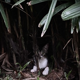 猫的家
