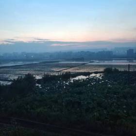 后院
