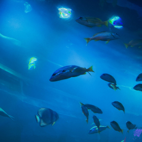 吃饭路上路过看见水族馆里的鱼