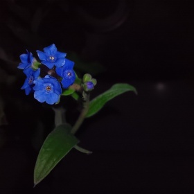 夜里，仍旧鲜艳的小花