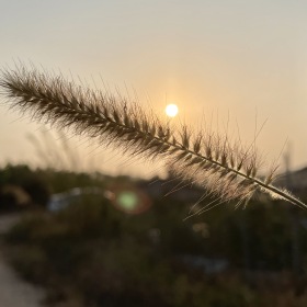 黄昏的牵挂