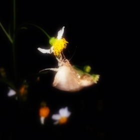Half moon serenade