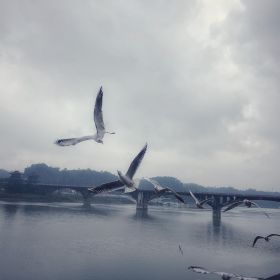 比弈双飞