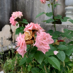 落花