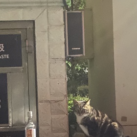 醉猫
