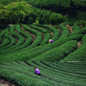 茶园故事汇