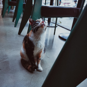 咖啡厅的修猫