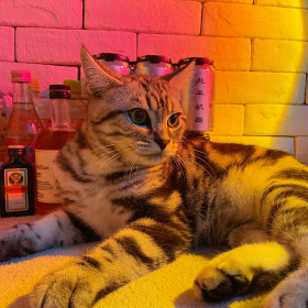 喵