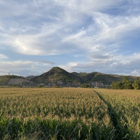 家乡的玉米地