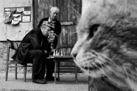 哈萨克斯坦街头的猫 | 摄影师Evgeniya Gor ​​​​