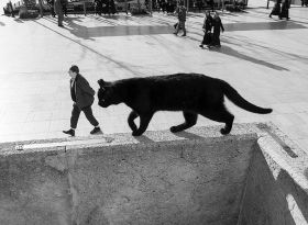 伊斯坦布尔街头的猫 | Sami Uçan ​​​​