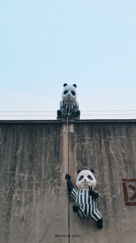 越狱的熊猫