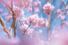 粉色的春